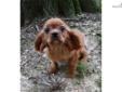 Price: $1250
Precious is a cute Ruby Cavalier, who enjoys being petted. Her beautiful coat features mostly ruby color with a little cream on her back two paws and under her lip. She can be shipped to most major airports for $325. This will bring her home