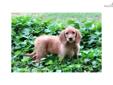 Price: $1250
Admiral is an excellent pal. He?s a handsome, fun loving Goldendoodle. Admiral can be shipped to most major airports for $325. This will bring him home to you healthy and up to date on his vaccinations. Admiral?s ready to become a part of