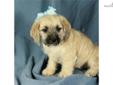 Price: $275
This little girl is ICA registered. She is a Pugglepoo. 1/2 Puggle, 1/2 Mini Poodle. Shipping charges are $250 with American Airlines. For more information, please visit our website at www.dogwoodacrepuppies.com, call 918 781 2503, or email .
