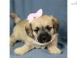 Price: $375
This little girl is ICA registered. She is a Pugglepoo. 1/2 Puggle, 1/2 Mini Poodle. Shipping charges are $250 with American Airlines. For more information, please visit our website at www.dogwoodacrepuppies.com, call 918 781 2503, or email .