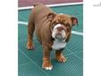 Price: $6000
AKC Registered English Bulldog Puppy - Clear Dark Chocolate Tri - Triple Carrier. DNA tested. Please visit our website for more information www.mightymacbulldogs.com or www.Facebook.com/mightymacbulldogs.
Source: