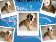 Price: $1200
This boy is chocolate and white, he is one handsome boy! Mom Mia is olde English bulldog and hi dad Charger is English bulldog which makes him a bodacious bulldog! He will come with registration papers, his first vet exam, age appropriate