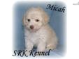 Price: $400
Micah is absolutely gorgeous! He is extravagantly stunning in appearance, therapeutic to the touch and oh so cuddly soft! Micah is creamy apricot with a cute brown button nose. He has a very nice thick hair coat, strong coloring and a coat