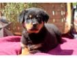 Price: $900
This stunning Rottweiler puppy is such a sweetie! He is AKC registered, vet checked, vaccinated and wormed. This puppy also comes with a 1 year genetic health guarantee. His daddy is a beautiful Rottweiler who is such a bruiser! Please contact
