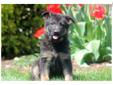 Price: $550
This precious German Shepherd puppy will fill your home with fun! He is ACA registered, vet checked, vaccinated, wormed and health guaranteed. He is well socialized, friendly and will make a great companion. Please contact us for more