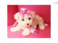 Price: $950
This advertiser is not a subscribing member and asks that you upgrade to view the complete puppy profile for this Maltese, and to view contact information for the advertiser. Upgrade today to receive unlimited access to NextDayPets.com. Your