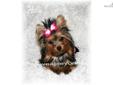 Price: $3200
This advertiser is not a subscribing member and asks that you upgrade to view the complete puppy profile for this Yorkshire Terrier - Yorkie, and to view contact information for the advertiser. Upgrade today to receive unlimited access to