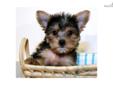 Price: $699
Check out Gisele our gorgeous Micro-Teacup Yorkie Female. She likes to play but loves to cuddle, and her brother Beckham is her favorite pillow! She is all up to date on her shots and worming schedule and comes with 30 days free pet insurance.