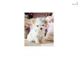 Price: $7500
This advertiser is not a subscribing member and asks that you upgrade to view the complete puppy profile for this Maltese, and to view contact information for the advertiser. Upgrade today to receive unlimited access to NextDayPets.com. Your