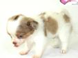 Price: $2000
This advertiser is not a subscribing member and asks that you upgrade to view the complete puppy profile for this Chihuahua, and to view contact information for the advertiser. Upgrade today to receive unlimited access to NextDayPets.com.
