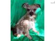 Price: $450
LITTLE BITTY BUT FULL OF FUN AND LOVE FOR THE ENTIRE FAMILY! HE IS A BEAUTIFUL SALT/PEPPER, AND WILL BE ON THE SMALL SIDE OF MINIATURE. PLAYFUL, HAPPY AND LOOKING FOR A FOREVER HOME AND FAMILY TO LOVE! HE IS THE ONE, AND IS EXCELLENT WITH