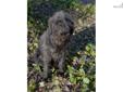 Price: $550
Mike is a fantastic pal. He?s a handsome, fun loving F1b Labradoodle.. Mike can be shipped to most major airports for $325. This will bring him home to you healthy and up to date on his vaccinations. Mike?s ready to become a part of your