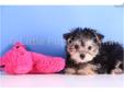 Price: $599
Milly is a beautiful Female Yorkie Bichon Cross. She has a great temperament and loves everyone she meets!! Milly is up to date on her shots and dewormings and comes pre-spoiled. Milly also comes with a one year health warranty. Shipping is an