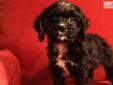 Price: $550
This advertiser is not a subscribing member and asks that you upgrade to view the complete puppy profile for this Cavapoo, and to view contact information for the advertiser. Upgrade today to receive unlimited access to NextDayPets.com. Your