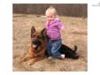 Price: $1650
Von der Stadtrand German Shepherds Researching Genetics and breeding better Dogs for over 20 yrs. All puppies are bred for strong nerves even temperments and excellent Health.The very best German Sieger Show and Schutzhund lines . All our