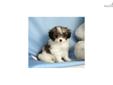 Price: $475
Adorable registered Japanese Chin/Miniature Poodle puppy for sale. Up-to-date on vaccinations and ready to go. Shipping is available. Please call us for more details if you are interested... 570-966-2990 (calls only - no emails)
Source: