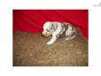Price: $600
This advertiser is not a subscribing member and asks that you upgrade to view the complete puppy profile for this Miniature Australian Shepherd, and to view contact information for the advertiser. Upgrade today to receive unlimited access to