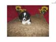 Price: $400
This advertiser is not a subscribing member and asks that you upgrade to view the complete puppy profile for this Miniature Australian Shepherd, and to view contact information for the advertiser. Upgrade today to receive unlimited access to