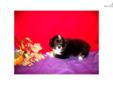 Price: $300
This advertiser is not a subscribing member and asks that you upgrade to view the complete puppy profile for this Miniature Australian Shepherd, and to view contact information for the advertiser. Upgrade today to receive unlimited access to