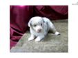 Price: $350
This advertiser is not a subscribing member and asks that you upgrade to view the complete puppy profile for this Miniature Australian Shepherd, and to view contact information for the advertiser. Upgrade today to receive unlimited access to