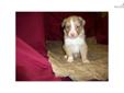Price: $350
This advertiser is not a subscribing member and asks that you upgrade to view the complete puppy profile for this Miniature Australian Shepherd, and to view contact information for the advertiser. Upgrade today to receive unlimited access to