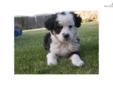 Price: $850
This advertiser is not a subscribing member and asks that you upgrade to view the complete puppy profile for this Miniature Australian Shepherd, and to view contact information for the advertiser. Upgrade today to receive unlimited access to