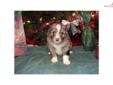 Price: $600
This advertiser is not a subscribing member and asks that you upgrade to view the complete puppy profile for this Miniature Australian Shepherd, and to view contact information for the advertiser. Upgrade today to receive unlimited access to