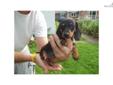 Price: $500
This advertiser is not a subscribing member and asks that you upgrade to view the complete puppy profile for this Dachshund, Mini, and to view contact information for the advertiser. Upgrade today to receive unlimited access to