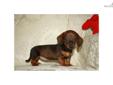 Price: $950
This advertiser is not a subscribing member and asks that you upgrade to view the complete puppy profile for this Dachshund, and to view contact information for the advertiser. Upgrade today to receive unlimited access to NextDayPets.com. Your