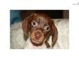 Price: $1100
This advertiser is not a subscribing member and asks that you upgrade to view the complete puppy profile for this Dachshund, and to view contact information for the advertiser. Upgrade today to receive unlimited access to NextDayPets.com.