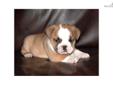 Price: $1500
Super cute Mini English Bulldog puppy for sale. This baby is super cute and will be between 25 and 40lbs at maturity. IF you have always wanted a BULLDOG but don't want a Huge dog then this is your chance to have a really cute and and super