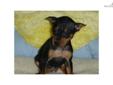 Price: $550
Male Mini Pinscher puppy. Asking $550. age of 22 weeks old, we don't ship puppies, buyer pick up only. They have paper, shots utd, dewormed, ready to go. If you are interested in meeting all breeds we have, please stop by Empire Puppies,