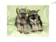 Price: $550
FEMALE MINI SCHNAUZER PUPPY FOR SALE $550 & UP EACH. 8-12 WEEKS OLD, GOT PAPER, SHOTS UTD, DEWORMED. FOR MORE OTHER PUPPIES' INFO. PLEASE VISIT OUR WEBSITE AT WWW.EMPIREPUPPIES.NET OR CALL 718-321-1977. WE OPEN 7DAYS FROM 11AM-8PM. LOCATE AT
