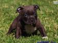 Price: $2500
SOLD www.STRONGSIDEBULLIES.com... That's right ONLY $2500...Short and wide POCKET PIT BULLIES...Mini Shock is a CLONE of his dad SHOCK G!!! SHOCK G is one of the most popular Pocket Bully Pit studs in the world... and this boy is a spitting