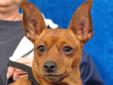 LOOKING FOR SOMEONE WHO LOVES MIN PINS . . . . .Reesey is a pretty female Min Pin. She is 2 years old and weighs 8 lbs. She was hit by a car before Christmas and had surgery to fix her broken hind leg. Her leg is healed and she is walking on it. Nothing