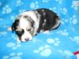Price: $800
This advertiser is not a subscribing member and asks that you upgrade to view the complete puppy profile for this Australian Shepherd, and to view contact information for the advertiser. Upgrade today to receive unlimited access to