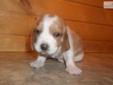 Price: $700
This advertiser is not a subscribing member and asks that you upgrade to view the complete puppy profile for this Basset Hound, and to view contact information for the advertiser. Upgrade today to receive unlimited access to NextDayPets.com.
