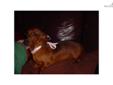 Price: $355
This advertiser is not a subscribing member and asks that you upgrade to view the complete puppy profile for this Dachshund, Mini, and to view contact information for the advertiser. Upgrade today to receive unlimited access to