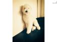Price: $1500
This advertiser is not a subscribing member and asks that you upgrade to view the complete puppy profile for this Labradoodle, and to view contact information for the advertiser. Upgrade today to receive unlimited access to NextDayPets.com.