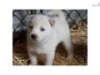 Price: $950
This advertiser is not a subscribing member and asks that you upgrade to view the complete puppy profile for this Shiba Inu, and to view contact information for the advertiser. Upgrade today to receive unlimited access to NextDayPets.com. Your