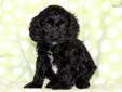 Price: $650
This adorable Cockapoo puppy is cute as a button! She is vet checked, vaccinated, wormed and health guaranteed. This puppy has her dew claws removed! Her date of birth is March 1st and her momma is a Cocker Spaniel & her daddy is a Mini