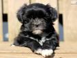 Price: $475
This Shorkie puppy is cute as a button! She is vet checked, vaccinated, wormed and health guaranteed. This puppy is frisky, playful and a bundle of joy. She is raised with children and loves to cuddle. Her date of birth is February 22nd and