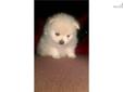 Price: $1600
This advertiser is not a subscribing member and asks that you upgrade to view the complete puppy profile for this Pomeranian, and to view contact information for the advertiser. Upgrade today to receive unlimited access to NextDayPets.com.