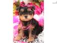Price: $950
Gorgeous female Yorkie VaPup 04672 She is 2 lbs & Mom is 7 lbs & Dad is 4 lbs Any questions please call or email us. Visit us online at to see more cute puppies http://vanitypups.com Also click onto this link to see more cute pups