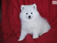 Price: $1000
Miss Pink is a gorgeous little Mini American Eskimo female who comes from champion bloodlines. She is truly a beauty and will be one gorgeous adult dog. She definitely is show quality with her beautiful coat and markings. She is used to other