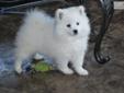 Price: $1000
Miss Yellow is a beautiful Mini American Eskimo UKC papered female puppy who is ready for her forever family. She comes from champion bloodlines and would be perfect for showing. Miss Yellow is truly a sweetheart with her wonderful