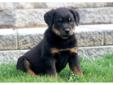 Price: $800
You will not be disappointed with this beautiful Rottweiler puppy. She is ACA registered, vet checked, vaccinated, wormed and comes with a 1 year genetic health guarantee. This puppy is friendly, spunky and ready to play! Please contact us for