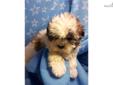 Price: $375
Moe is a maltese and shihtzu mix. He is very lovable and fluffy. He loves to play with other children and other pets. Moe is looking for his forever home. Shipping is available for a fee.
Source: