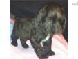 Price: $550
MOE is a Chocolate male American Cocker Spaniel. He loves to play with kids & his litter mates. Will be taking $300.00 NON-REFUNDABLE DEPOSIT. He well be current on shots & worming, shipping is available at extra cost. You can visit our