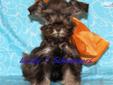 Price: $900
www.Lucky7Schnauzers.com View his video at: http://www.youtube.com/watch?v=4EBwvWjkj8Y Taos is a tiny mega coated bundle of playfulness with a personality that just makes you smile. Taos is more vocal and wants to remind you he needs to be